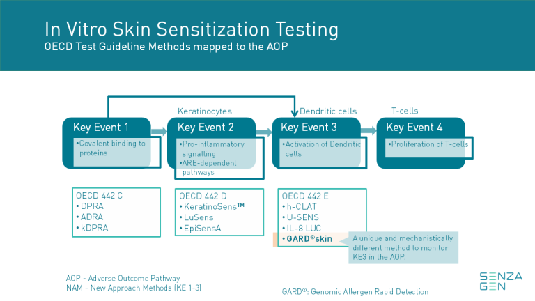 A Quick Guide to Skin Sensitization Testing | SenzaGen